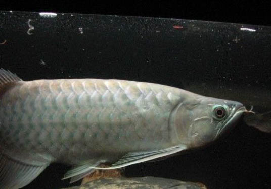 虎皮魚懷孕