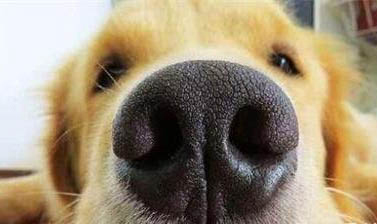犬瘟在空氣中能活多久