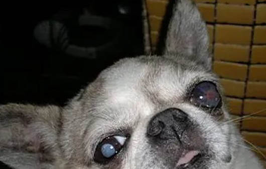 狗狗副流感有哪些癥狀