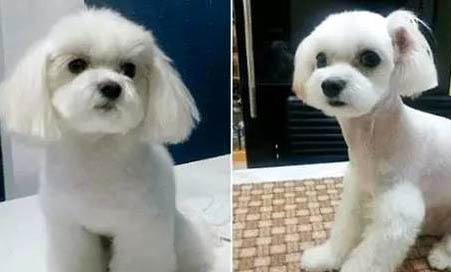 泰迪抑郁癥