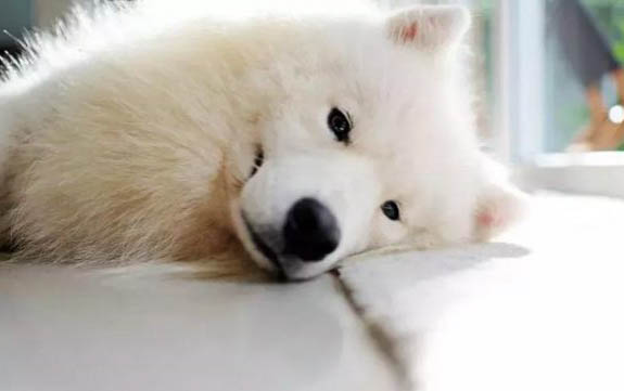 薩摩耶犬的壽命一般是多久