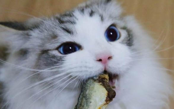 小貓咪的特點和本領有哪些