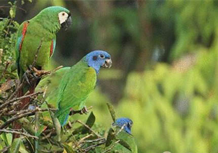 鸚鵡可以直接喂小米嗎?