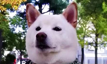 柴犬哪里有賣的