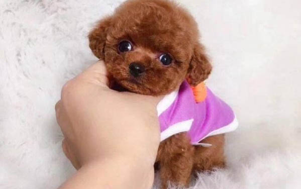 茶杯犬幾個月開始換牙