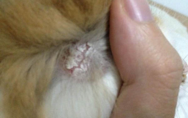 貓咪為什么會吃蠔油呢怎么回事