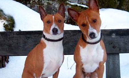 短毛大型犬有哪些品種?