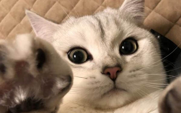 貓咪懷孕后為什么要吐了