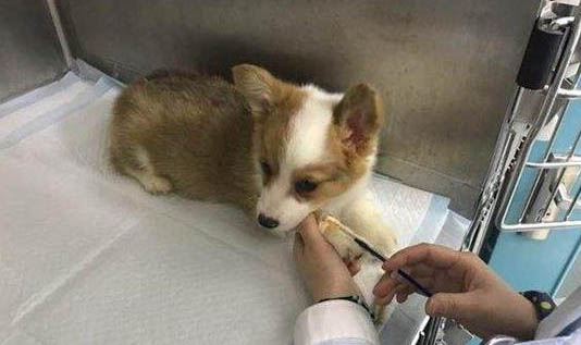 棉花面紗犬哪里有賣