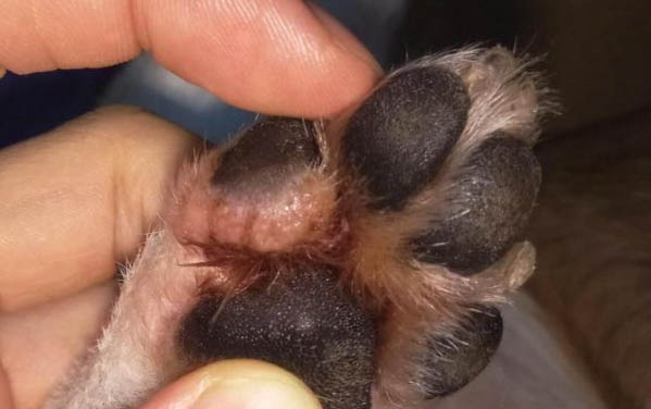 狗狗感覺嗓子有東西是咋回事