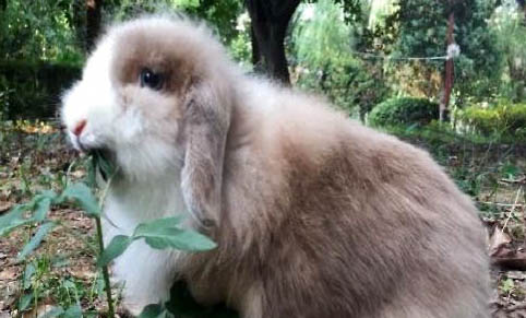 垂耳兔消化不良怎么辦？