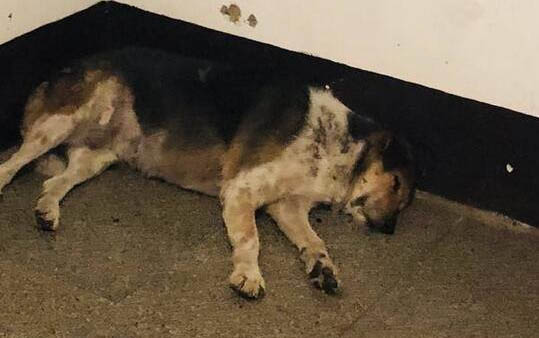 家養狗不出門會有狂犬病嗎