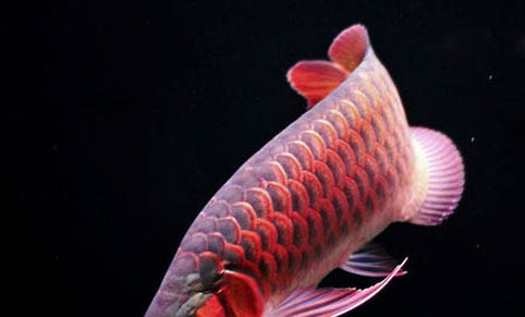 龍魚拒食能堅持多久