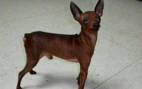 小狗胰腺炎什么癥狀