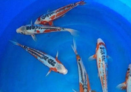 錦鯉魚爛身的原因及處理方法