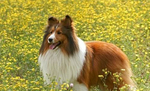 喜樂蒂牧羊犬手術傷口多久恢復