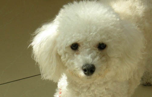 狗狗檢測犬瘟和細小需要多久時間?