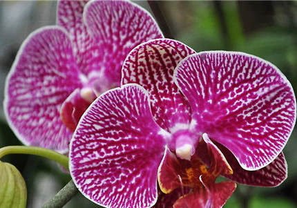 鐮蝴蝶魚的喂食要點