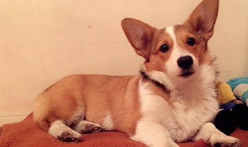 柯基犬成犬價格多少錢一只哪里買