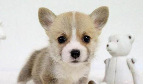 柯基和柴犬哪個好養(yǎng)