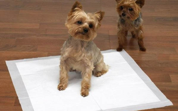 公犬絕育要恢復多久