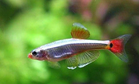 紅綠燈魚一年繁殖幾次