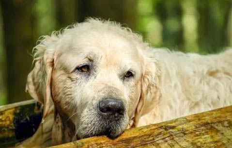 老年犬晚上折騰是什么原因