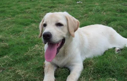 拉布拉多幼犬吐黃水