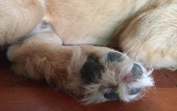 什么狗狗最可愛最萌