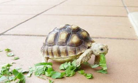 寵物龜冬眠飼養誤區