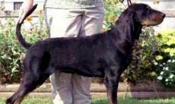 黑褐獵浣熊犬太瘦的原因及處理方法