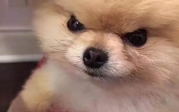 狗狗眼睛流淚有眼屎怎么辦