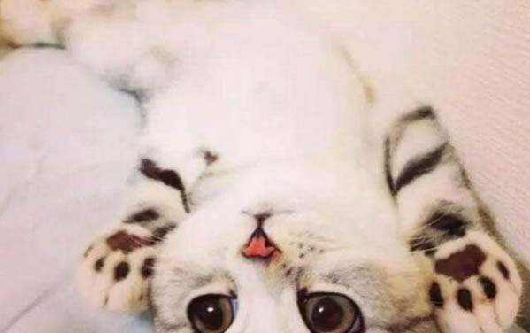 貓咪耳朵尖有黑色結痂是啥原因