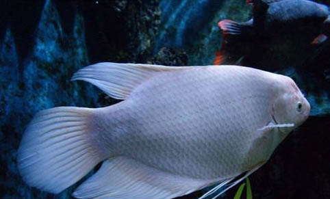 養殖觀賞魚容器有哪些要求