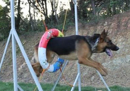 德國牧羊犬真菌感染的原因