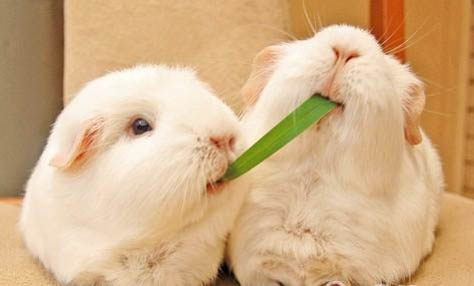 養荷蘭鼠的危害