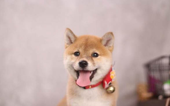 日本柴犬拉稀沒精神怎么辦