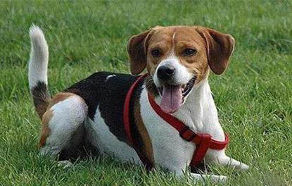 哈利犬與比格犬的區(qū)別