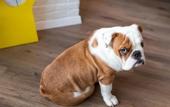 英國斗牛犬受傷怎么處理傷口