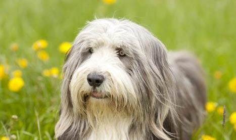 母犬例假期間需要注意什么