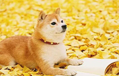 血統純正雌柴犬都吃什么