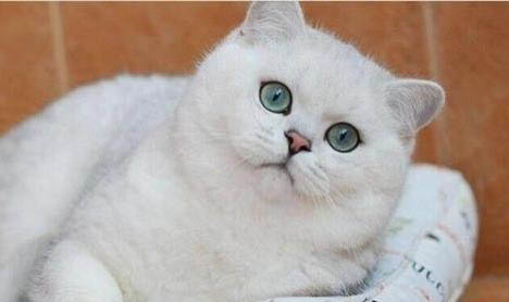 貓尿血有炎癥吃什么藥