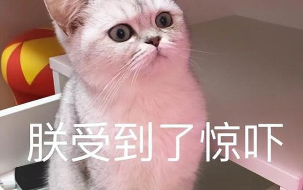 10天大的小貓拉肚子該怎么辦