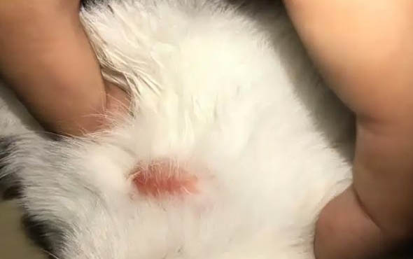 小貓為什么一直流鼻涕?如何處理以及注意事項