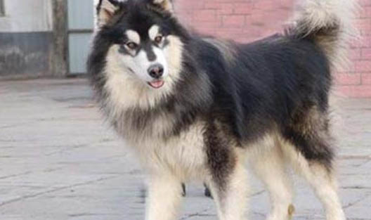 公犬發情期大概持續多久?