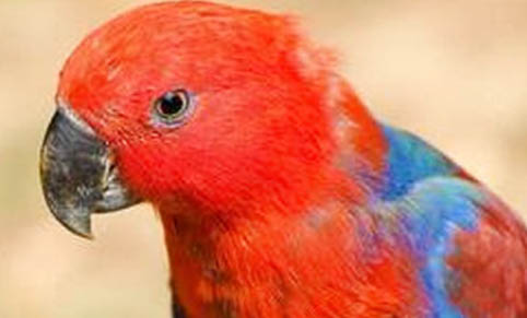 鸚鵡魚多久換水一次