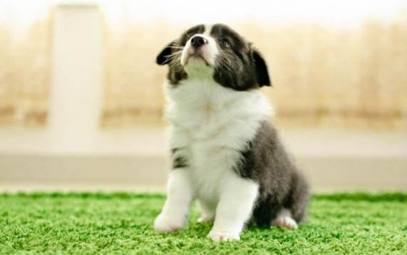 熊獅犬和松獅犬一樣嗎