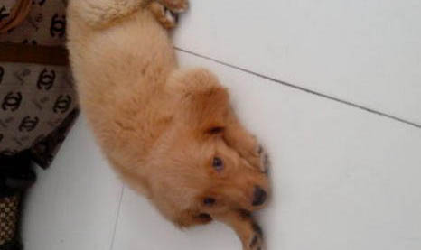 為什么狗狗得了犬瘟