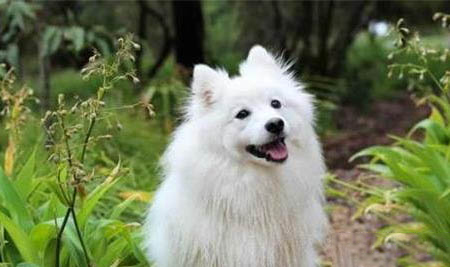 薩摩耶犬會(huì)長(zhǎng)到多大