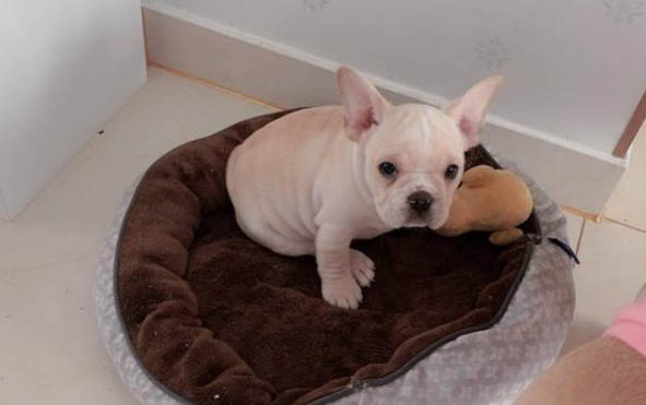 成犬狗糧吃多少